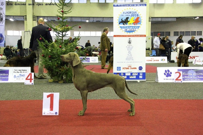 Des Limons Aux Epis Ambrés - BRUSSELS DOG SHOW