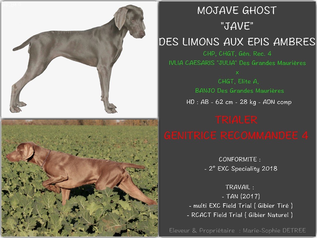 Des Limons Aux Epis Ambrés - MOJAVE GENITRICE RECOMMANDEE 4 