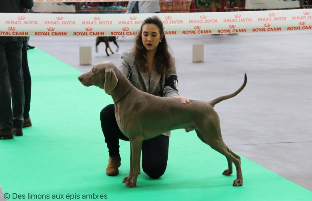 Des Limons Aux Epis Ambrés - Exposition Internationale MOUSCRON 2019 