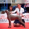  - IDS DUNKERQUE NORTH SEA DOG SHOW 