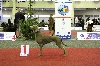  - BRUSSELS DOG SHOW