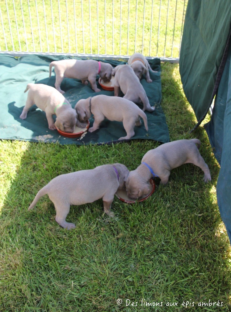 Des Limons Aux Epis Ambrés - CHIOTS A RESERVER 