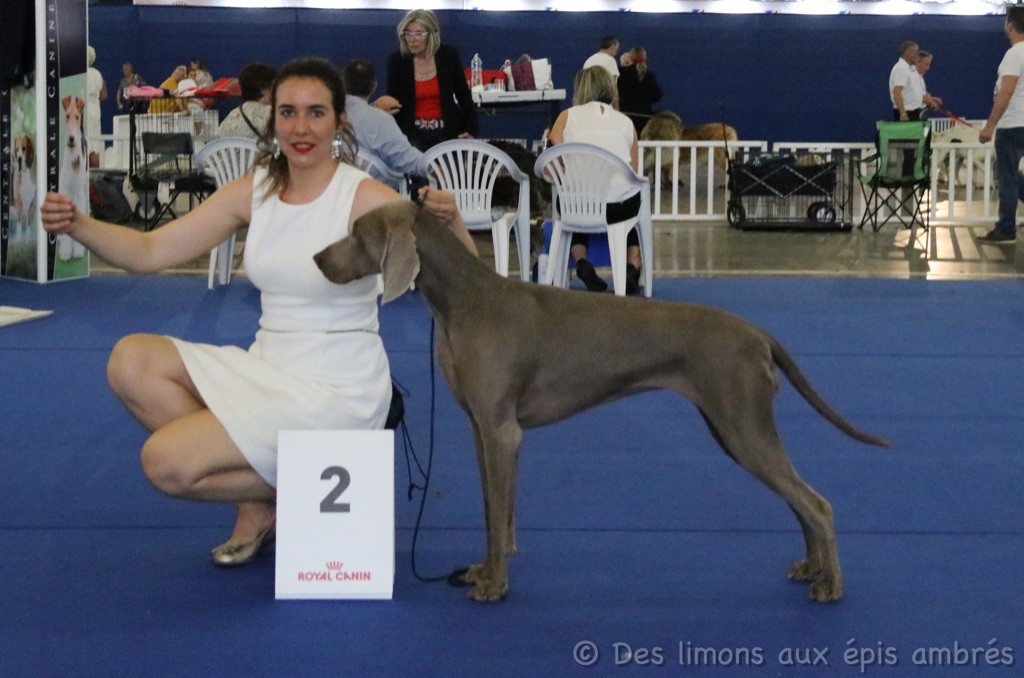 Des Limons Aux Epis Ambrés - Championnat de France 2019 