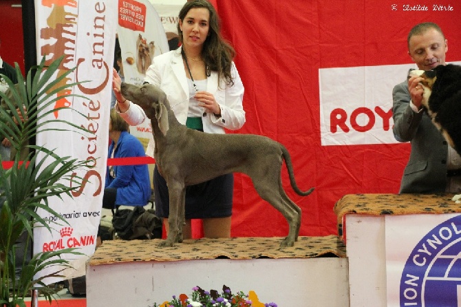 Des Limons Aux Epis Ambrés - La belle entrée de LOU sur le tapis rouge !!!! 