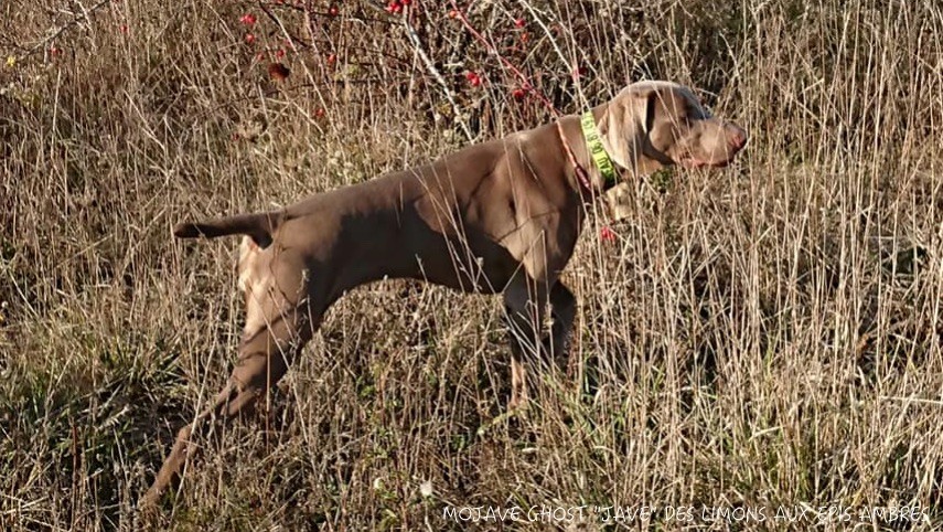 CH. TR. Mojave ghost dite jave Des Limons Aux Epis Ambrés