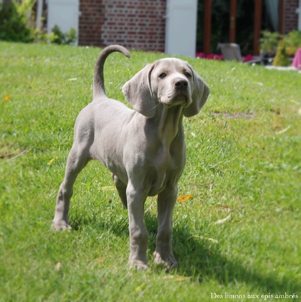 CH. Indiana von silberweiss jäger