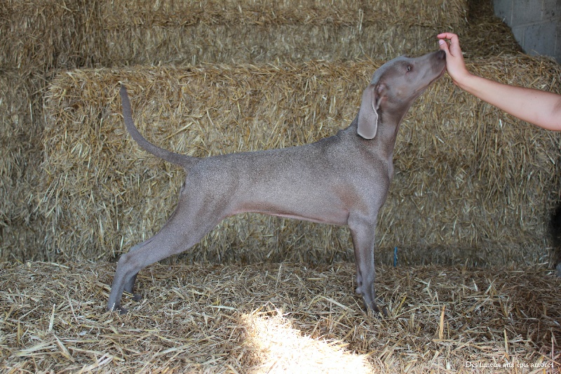 CH. Indiana von silberweiss jäger