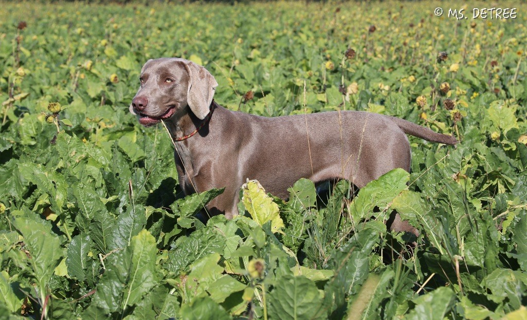 CH. TR. Mojave ghost dite jave Des Limons Aux Epis Ambrés