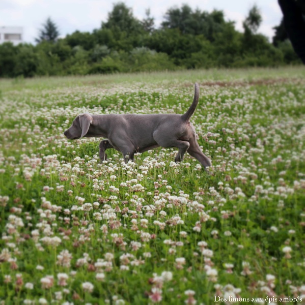 CH. Indiana von silberweiss jäger