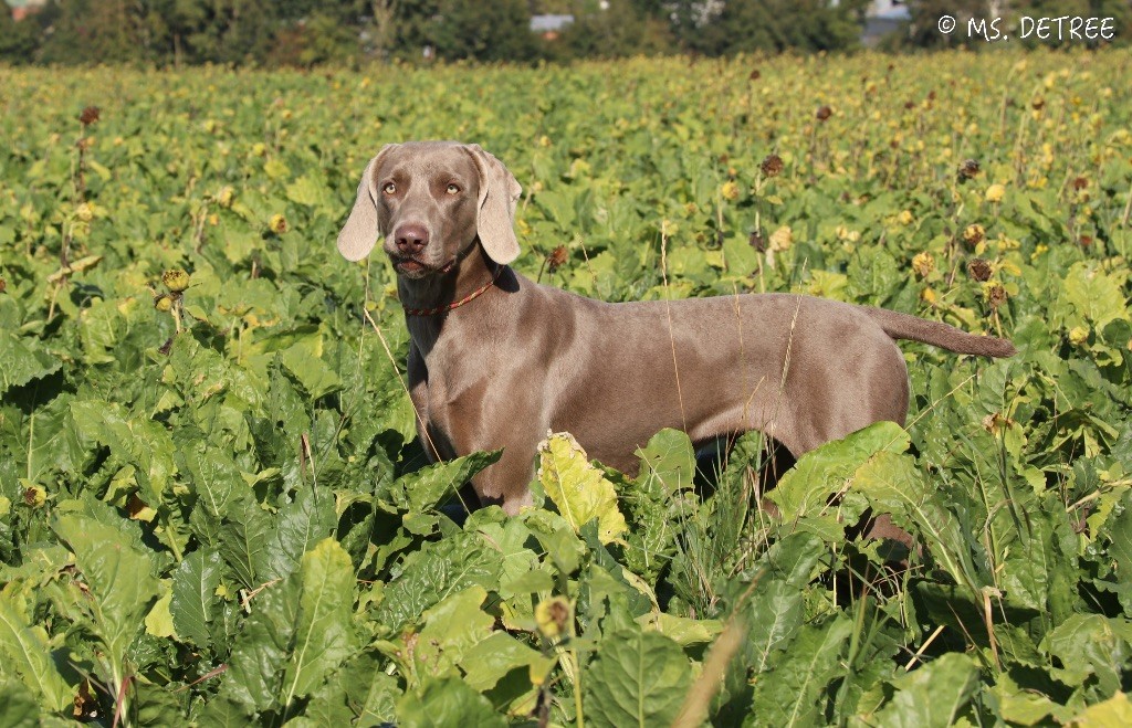 CH. TR. Mojave ghost dite jave Des Limons Aux Epis Ambrés