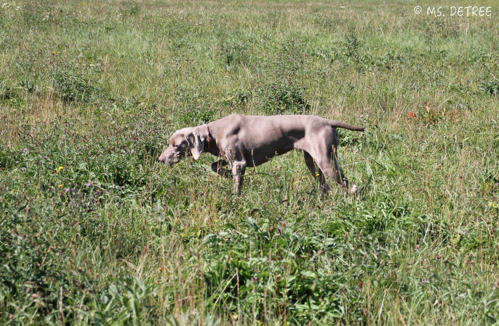 CH. TR. Mojave ghost dite jave Des Limons Aux Epis Ambrés