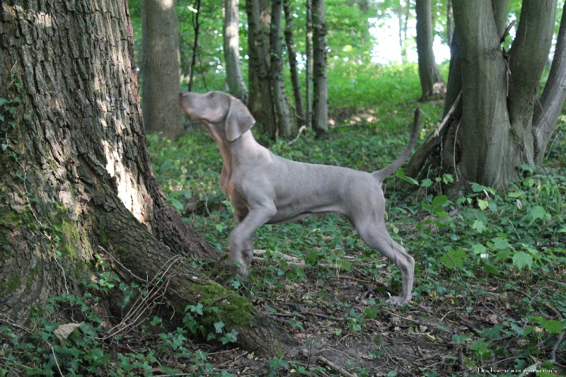 CH. Indiana von silberweiss jäger