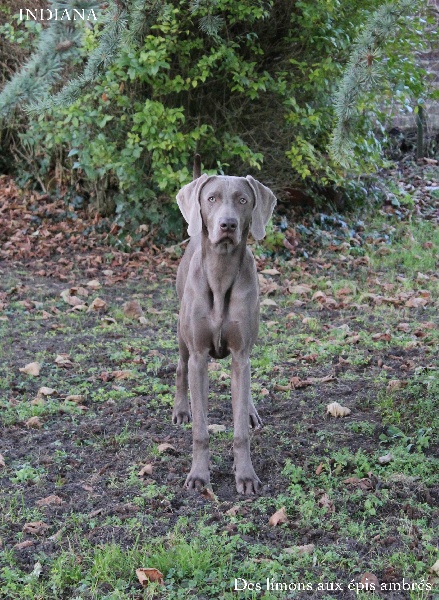 CH. Indiana von silberweiss jäger